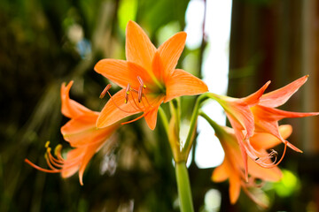 Obraz premium beautiful amaryllis flower with soft focus background