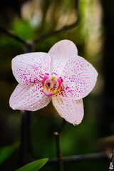 Moth Orchid with blurred background