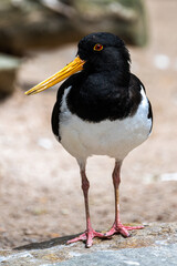 Portrait of an Eurasian Oystercatcher (Haematopus ostralegus)