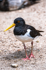Portrait of an Eurasian Oystercatcher (Haematopus ostralegus)