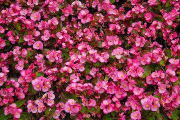 Obraz premium Background a flowerbed of small bright pink flowers on a bright sunny day, backgrounds. Flora plants flowers.