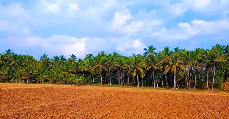 Coconut trees with blue sky