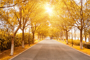 Fototapeta premium alley in the park