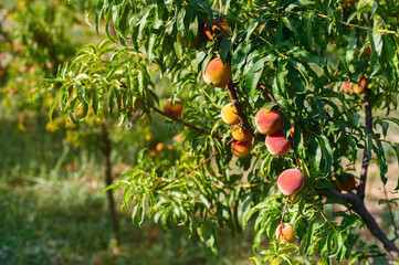 Ripe juicy peaches on branches. Craft farm