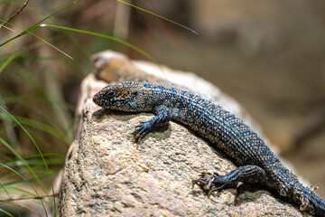 Cunningham's Spiny-tailed Skink (Egernia cunninghami)