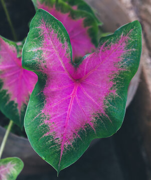 Alocasia Caladium, Keladi hias, elephen ear leaf with a combination of red in the middle and green on the sides. ornamental plant in the home with can also help purify the air and absorb toxins