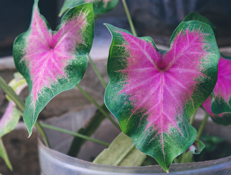 Alocasia Caladium, Keladi hias, elephen ear leaf with a combination of red in the middle and green on the sides. ornamental plant in the home with can also help purify the air and absorb toxins