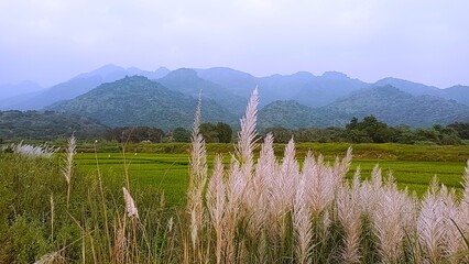 Green rice field and mountains