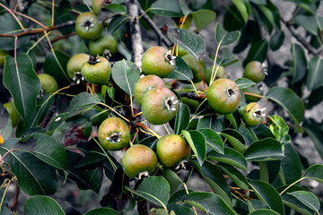 Branches of a pear tree with ripening fruits on a sunny summer day. A pear tree with a lot of pears on the branches with green foliage. Green pears on a branch. Selective focus. 
