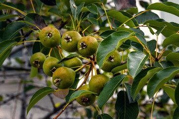 Branches of a pear tree with ripening fruits on a sunny summer day. Green pears on a branch. A pear tree with a lot of pears on the branches with green foliage. Selective focus.