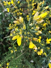 Obraz premium Ajonc, Ulex