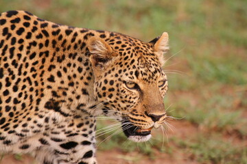 Fototapeta na wymiar Face closeup of a wild leopard walking in savanna