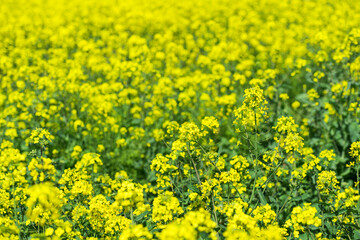 제주도의 유채꽃