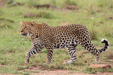 Fototapeta na wymiar Closeup of a wild leopard walking to camera stalking for prey