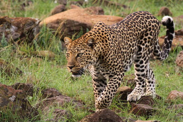 Closeup of a wild leopard walking to camera stalking for prey
