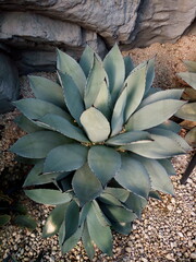 Agave 2