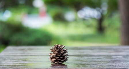 나무 테이블 위의 솔방울 한개