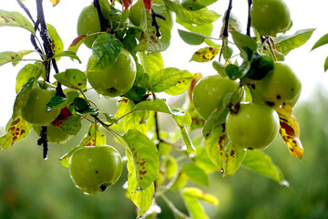 raindrops on an organic green apples grow in an apple orchard, autumn and cultivation of apples concept, morning shot,