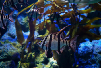 Enoplosus armatus aka old wife fishes swimming in aquarium tank