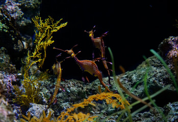 Leafy Sea Dragon hiding in coral reef in seabed