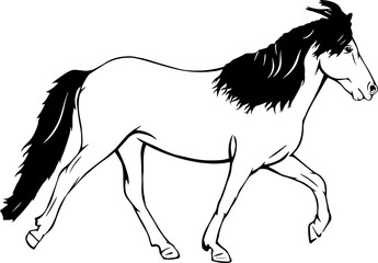 Icelandic horse running in flying pace, outline vector illustrations design 