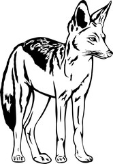 Standing Jackal Outline – Black and White Wildlife Vector Illustration ¥