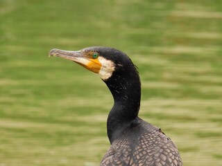 こちらを見つめる鳥　こちらを見つめる鵜　bird looking at us cormorant looking at...