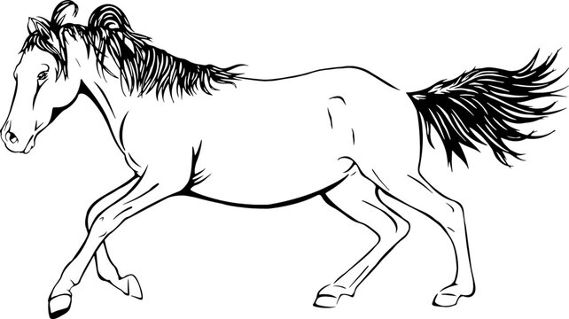 Horse running, line art vector illustrations 