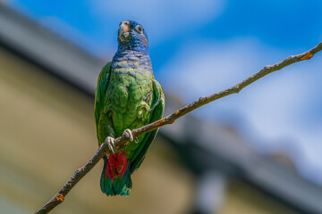 A blue-headed and red-tailed Amazonian parrot