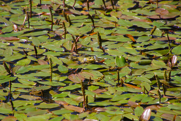 Frog swimming between floating pondweed, also called Potamogeton natans or laichkraut