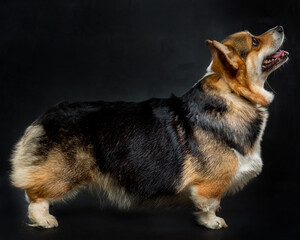cute Welsh Corgi on a black background looking at the cute welsh corgi on a black background. side view