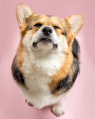 cute Welsh Corgi on a pink background looking at the camera