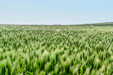 제주도에 있는 가파도의 청보리밭