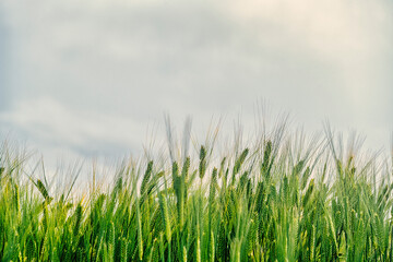 Obraz premium 제주도 청보리밭