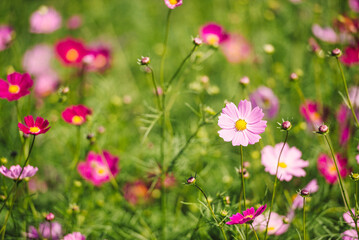cosmos flowers in the field