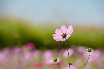 cosmos flowers in the field