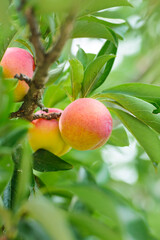 a plum