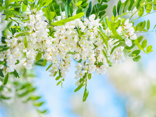 acacia flower