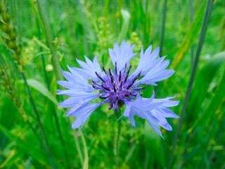 Blue flower cornflower close up shot.