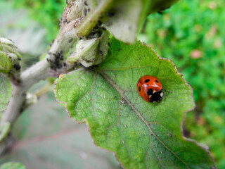 Ladybug on a leaf with water drops