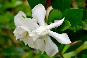 Gardenia flowers are blooming and green leaves on a blurred background grows in the park. 