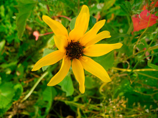 Yellow fully open blooming flowers of Jerusalem artichoke