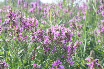 Naklejka premium Closeup of purple lavender flowers. Selective focus