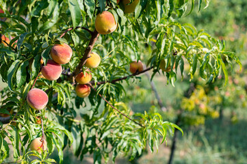 Ripe juicy peaches on branches. Craft farm
