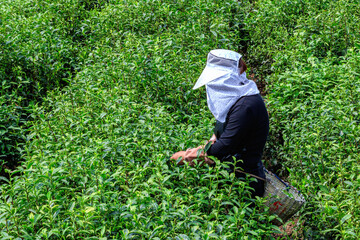 Naklejka na ściany i meble Chinese farmers are picking tea.