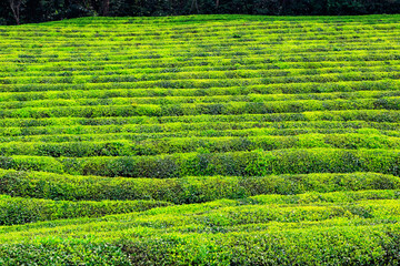 Chinese farmers are picking tea.