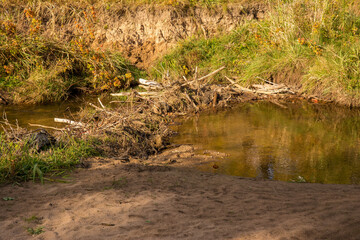 beaver dam in creek