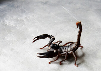 Big black scorpion isolated on silver background 
