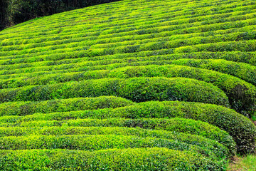 Chinese farmers are picking tea.