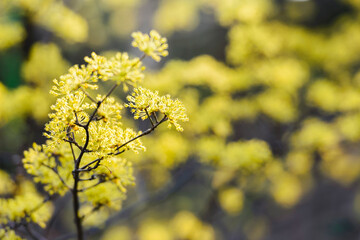 노란 산수유 꽃